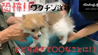 【ポメラニアン】恐怖ワクチン注射にビビりまくり…