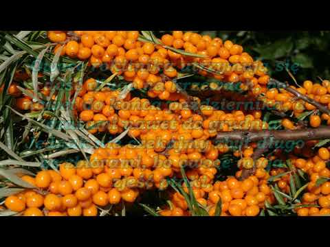 Wideo: Rokitnik ogrodowy: kiedy dojrzewa i jak jest zbierany