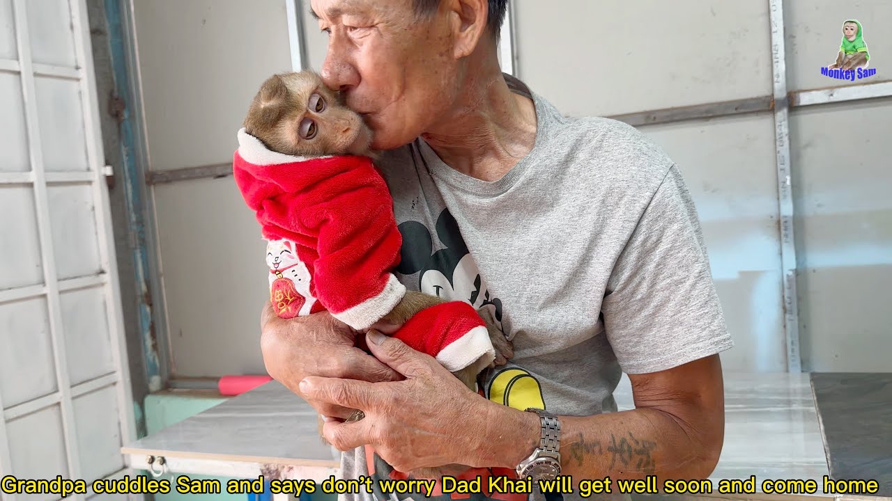 Grandpa is worried that Monkey Sam  is sick and goes to the doctor