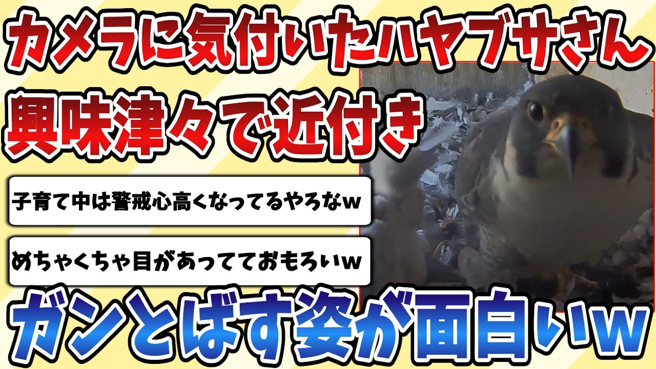 【2ch動物スレ】カメラに気付いた子育て中の【ハヤブサ】が興味津々になりながらもガン飛ばす姿があまりにも面白すぎるｗｗｗ