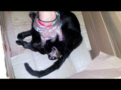 वीडियो: बिल्ली कैसे प्राप्त करें