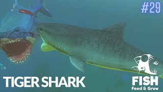 Feed And Grow Fish : Tiger Shark