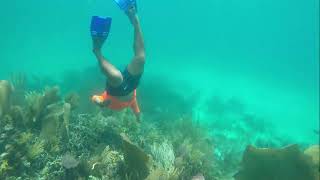 Belize Sea Life | Snorkeling Silk Caye and Turtle Alley