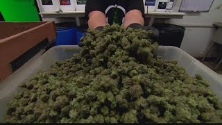 Indiana Democrats Push To Legalize Marijuana