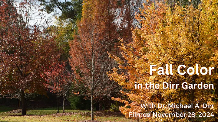 Fall Color in the Dirr Garden | Thanksgiving, November 28, 2024