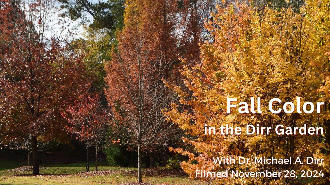 Fall Color in the Dirr Garden | Thanksgiving, November 28, 2024