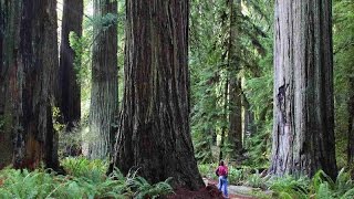 Rattled By Bigfoot While Camping In the Redwoods...