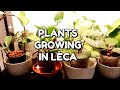 Plants I Transferred to Leca | Hoyas in Semi Hydro