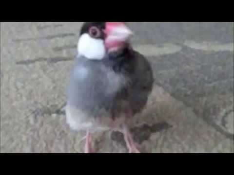 スキップ？？する桜文鳥ほーちゃん スロー動画 文鳥動画 Java sparrow