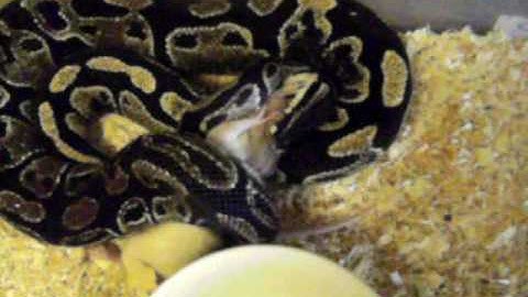 ball python feeding  part 1