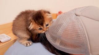 A cute kitten desperately wakes up its sleeping owner.