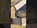 Sparrow Close-Up at the Feeder | Relaxing Bird Sounds & Nature ASMR 4K