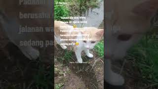 Bantu subscribe ya teman teman🙏 #kucing #kucingjalanan #adopsikucing #fyp #viral