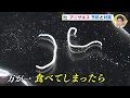 アニサキス、実はこれからの時期にこそ注意が必要　経験者・専門家・料理人に聞くと…