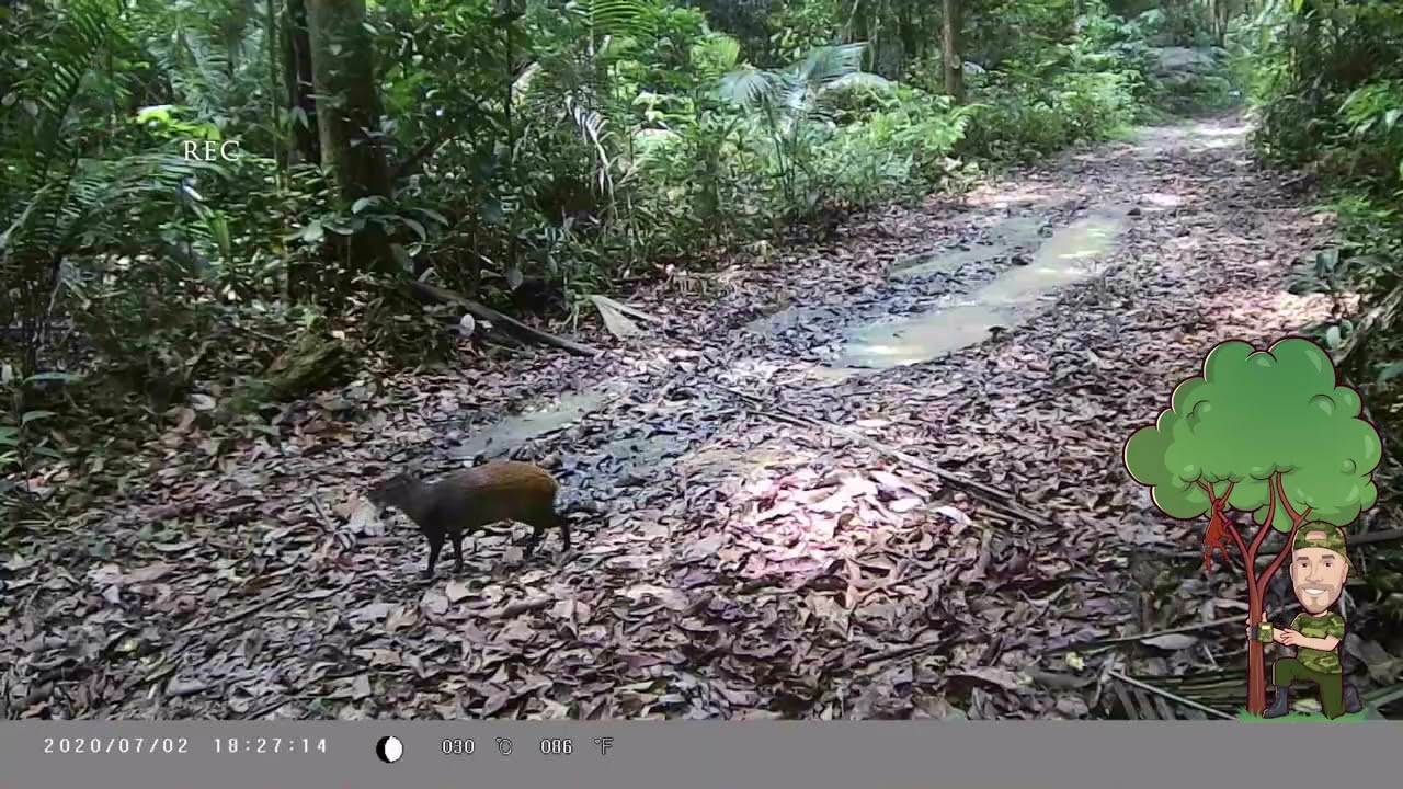 Friends of Rio - Amazon Rainforest  - Camera Traps - Red Rumped Agouti - Cutia  Cam Trap Sept 2021