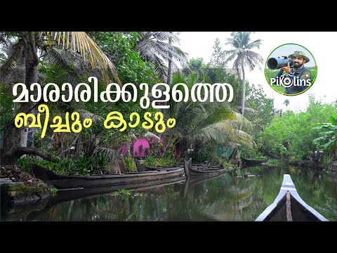 മാരാരിക്കുളത്തെ കാടും ഗ്രാമങ്ങളും | Forest and Beach of Mararikulam and Pathiramanal in Alappuzha 4K