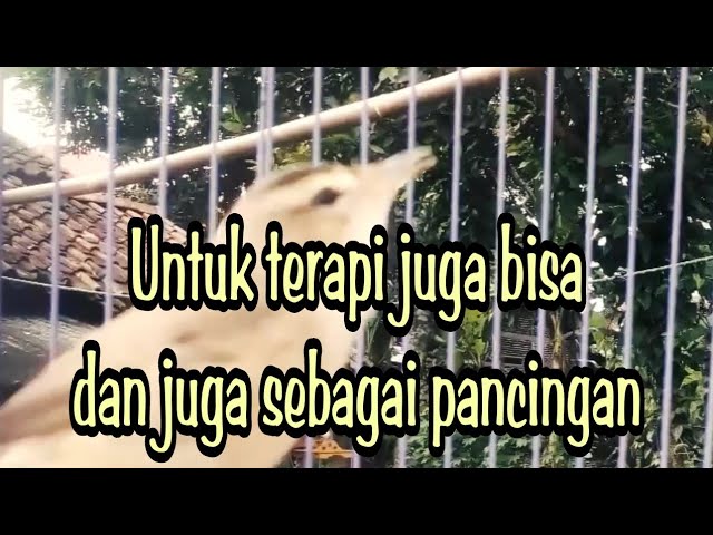 UNTUK TERAPI DAN PANCINGAN KERAK BASI !!! class=