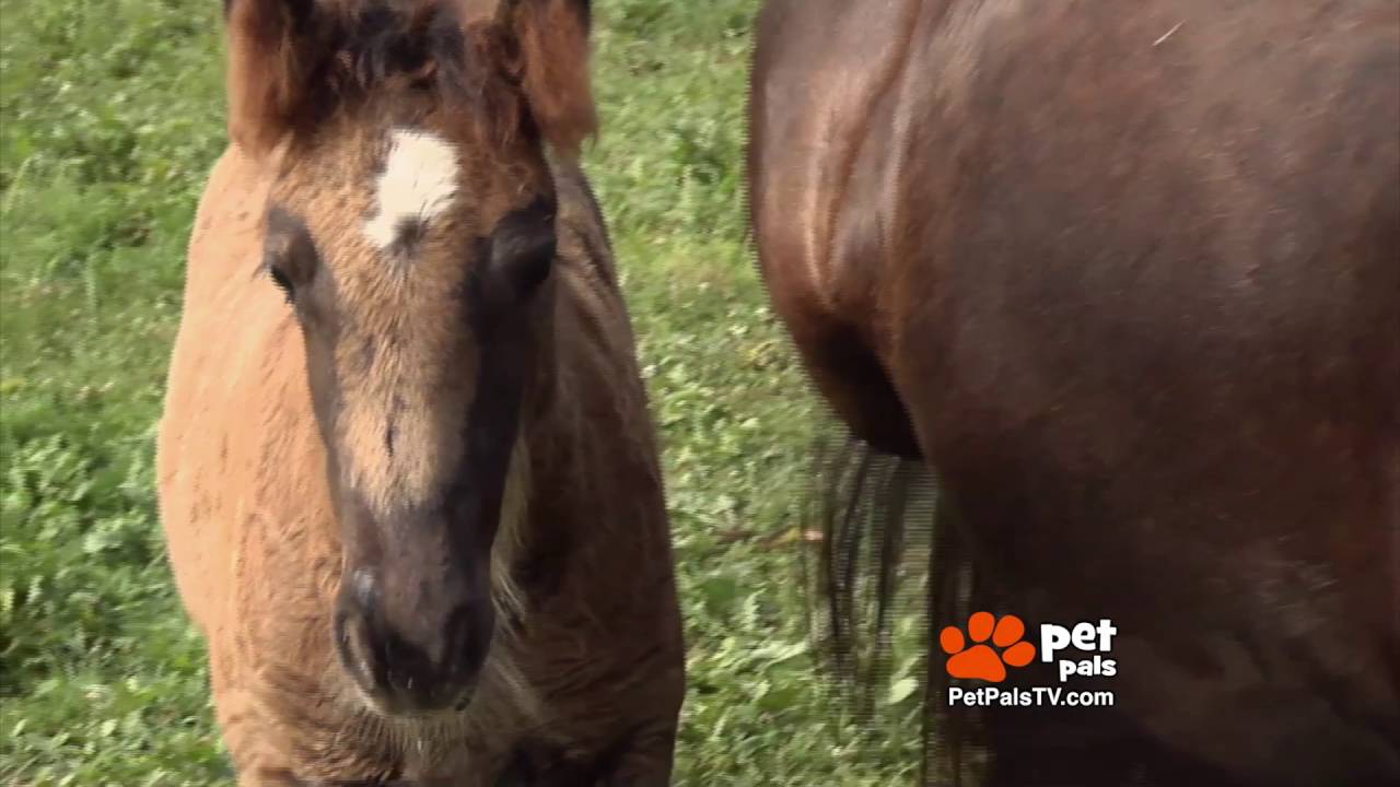 Horses love a good massage, too