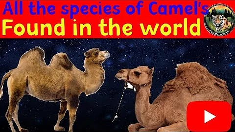 All Species of Camels in the World Explained | Bactrian, Dromedary & Wild Camel Facts| Documentary