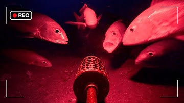 I Dropped a Night Vision Camera to the Bottom of the Bali Sea