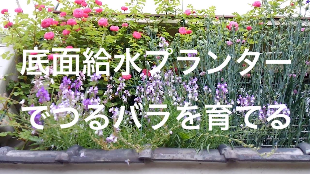 底面給水プランターでつるバラを育てる Youtube 底面給水プランターでつるバラを育てる Youtube