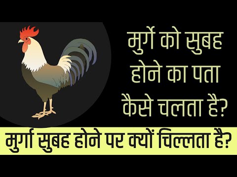 वीडियो: कौन से मुर्गे भोर में बांग देते हैं?