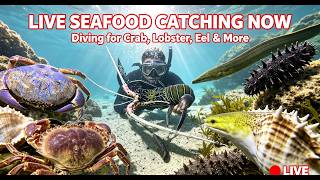 LIVE🔴 Diving Catch Seafood! Hunting Octopus, Lobster & Eel Underwater!