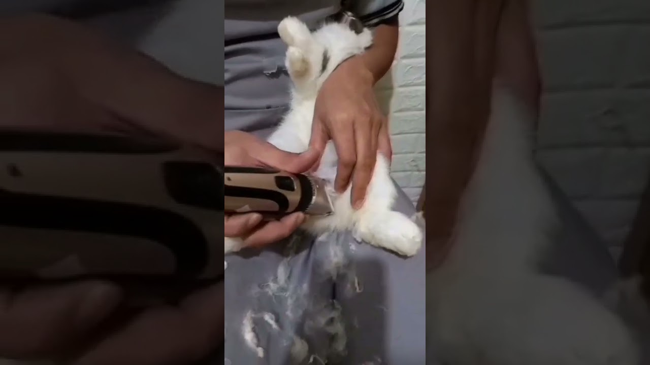 Step by step rabbit grooming @onelpets