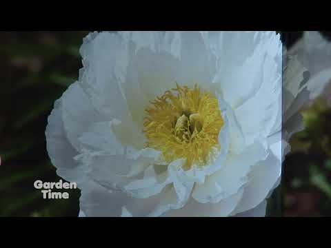 Video: Mountain peony: a plant from the Red Book