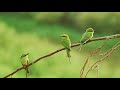 SONIDO DE PAJARITOS CANTANDO, CANTO DE AVES , BIRDS SINGING ( 2 HORAS ) - HD