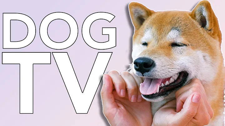 TV for Dogs! 8 Hours of Entertaining TV for Dogs to Watch!