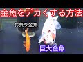 こうすればデカくなる！？お祭り金魚の成長と巨大金魚