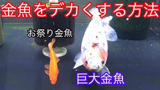 こうすればデカくなる お祭り金魚の成長と巨大金魚 Youtube