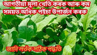 আগতীয়া মুলা খেতি কৰক আৰু অধিক লাভৱান হওঁক । Early Radish cultivation and more benifits