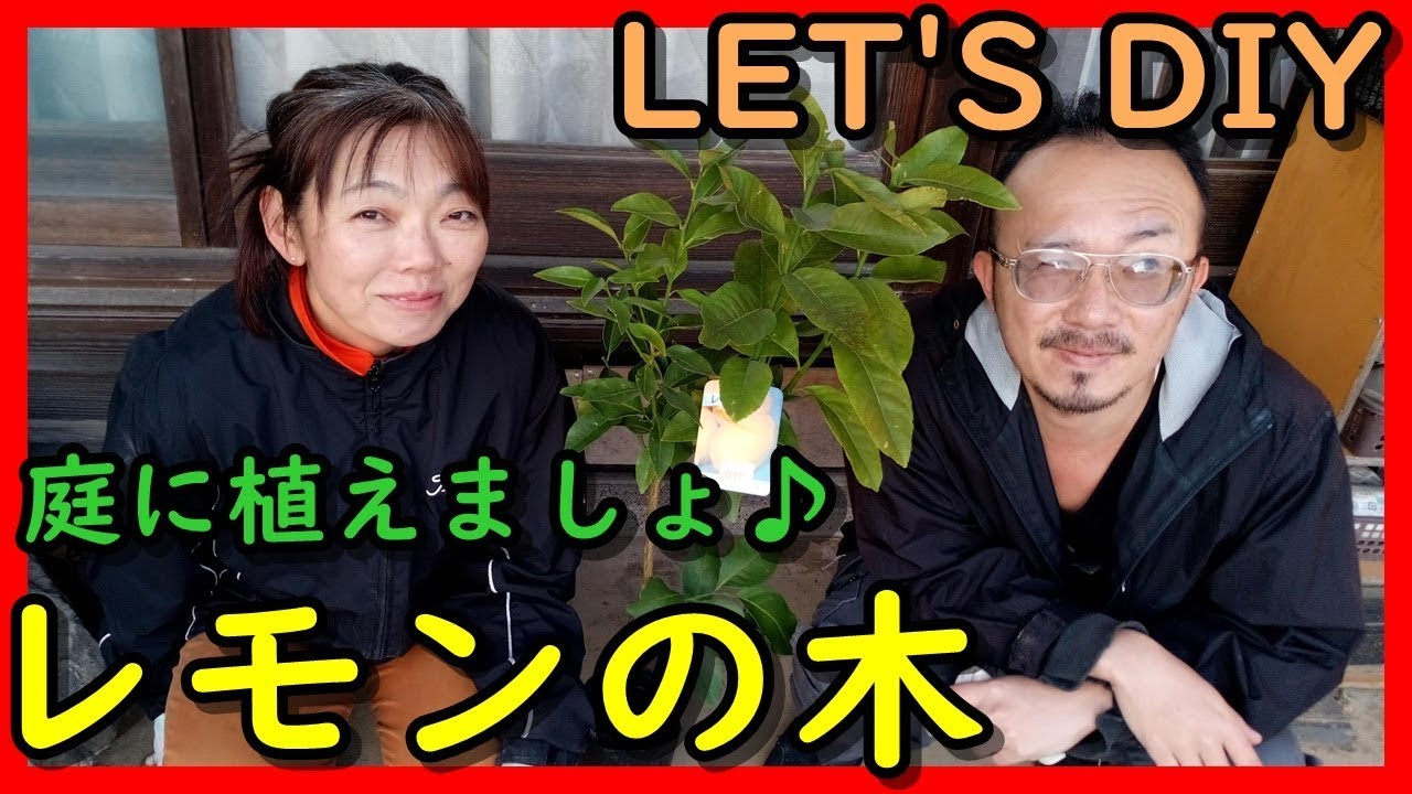 夫婦 Diy 庭にレモンの木を植えよう Youtube