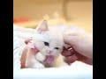 اجمل هرا