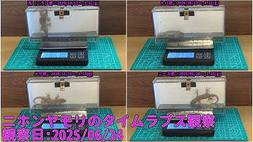 【Memorandum】 2025年06月24日 RPi-Cam-Web-Interfaceを用いたニホンヤモリのTimelapse観察