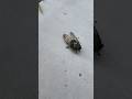 How big is Japanese cicada insect || cicada sound in Japan #nature #birds #animals #insects #wild