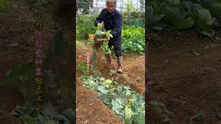 Download Lagu Japan's Smart Organic Farming Trick! 🌱😳 #shortsvideo MP3