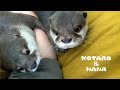 カワウソコタローとハナ 大好きな父ちゃんの腕を取り合う Otter Kotaro&Hana Love Daddy’s Arm