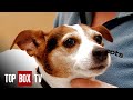 Overweight Pup Gets Treatment - Campus Vets 201 - Paunchy Pooch