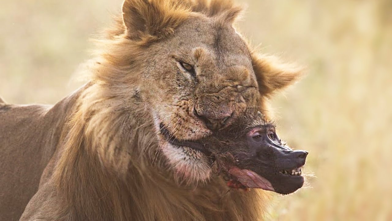 Afrikas cleverste Jäger  Erbitterter Wettkampf DOKU DEUTSCH