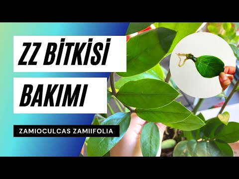 Video: Zamiokulkas'ın evde bakımı ve çoğ altılması