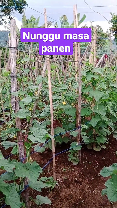 menunggu masa panen timun