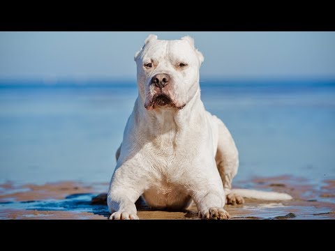 The Amazing Dogo Argentino | Facts About This Powerful and Beautiful Dog