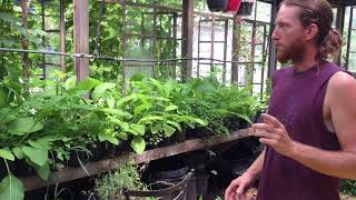 DIY Greenhouse Drip/ Mist Irrigation System