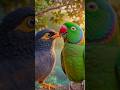 mayna or parrot ki dosti #youtubeshorts #trending #friends #ai #shorts