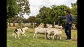 Mick Hudson Virtual Dog Training & Livestock Handling Education