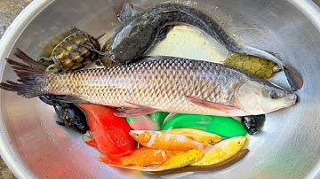 Kem Chanel lái xe công nông bắt cá trong chum, cá chép, cá trôi, cá trê, cá vàng, cua, rùa màu sắc.