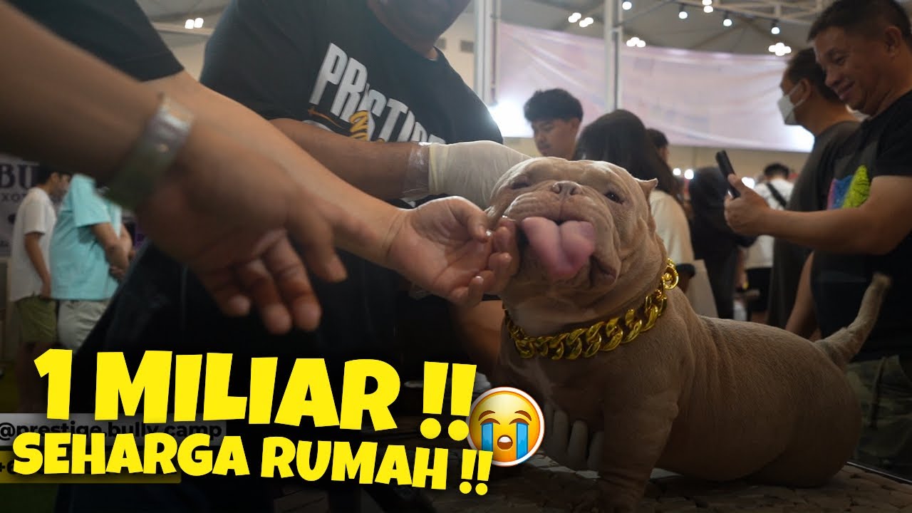 ANJING SULTAN HARGA 1 MILYAR ‼️